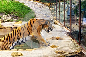 Big tiger in zoo pool growls loud