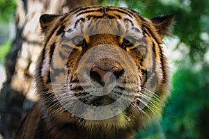 Big tigers face portrait closeup, bokeh background