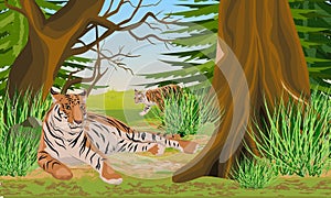 Big tigress and her cub rest in a dense coniferous forest