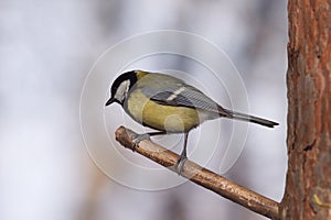Big tit bird sits on tree branch in the forest