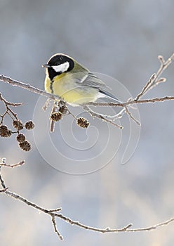 Big titmouse in a frost photo