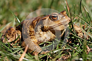 Big toad