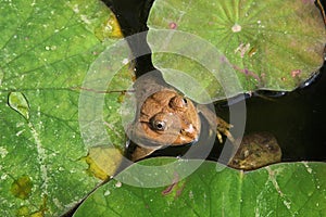 Big toad among the leaves in the pond