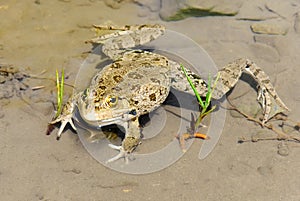 Big toad in the pond