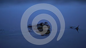 A big toad sits in the water. Close-up.