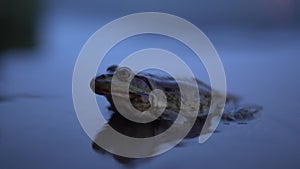 A big toad sits in the water. Close-up.