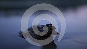 Big toad sits in the water at sunset. Close-up.