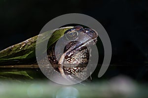 Big toad in the water