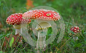 Toadstool poison mushroom in the forets