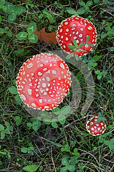 Toadstool poison mushroom in the forets