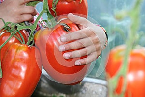 Big tomatoes
