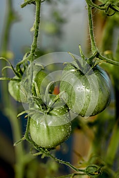 Big tomatoes with drops macro