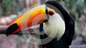 Big Toucan