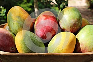 A big tray with natural mangos