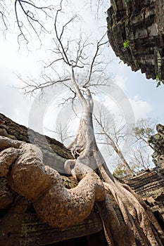 A big tree at Angkor Thom in Cambodia