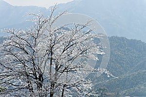 A big tree with bare branches are covered with ice and frost in winter