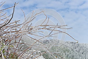 A big tree with bare branches are covered with ice and frost in winter