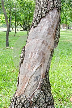 Big tree bark peeling off