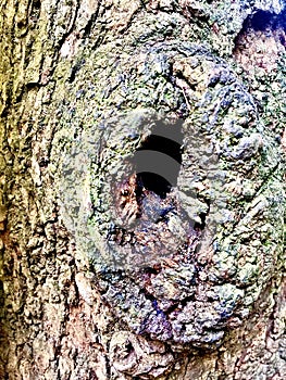 big tree barks details beautiful green background