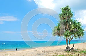 Big tree on the beach