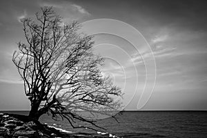 Big tree on the beach