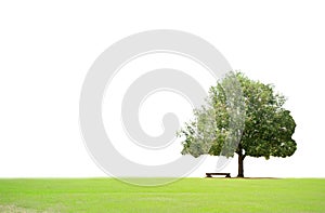 Big tree and bench isolated