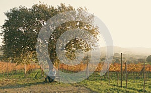 Big tree, bench in vineyard at sunset. Wine production landscape. Grapes in nature. Countryside beauty. Rows of vine
