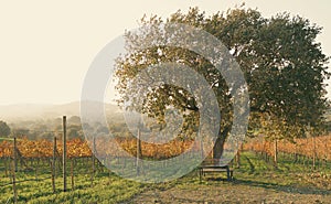 Big tree, bench in vineyard at sunset. Wine production landscape. Grapes in nature. Countryside beauty. Rows of vine