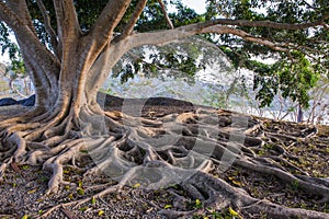 Big tree with big root