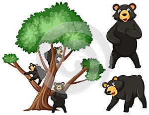 Big tree and black bears on white background