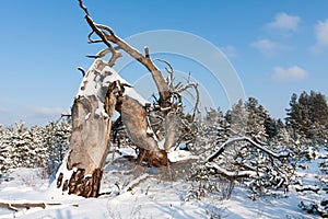 Big tree blown by the wind in winter pine forest