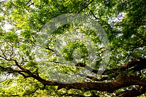 Big tree branch and green leaves in nature. Environmental conservation concept