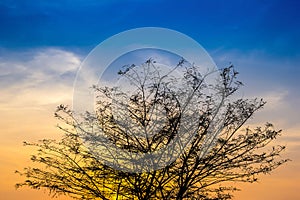 Big tree branch on after sunset with sky and golden light