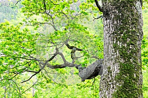 Big tree with branches