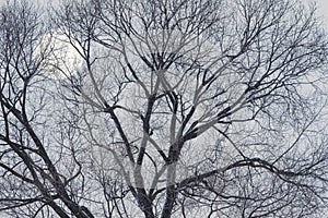 Big tree branches and moon.