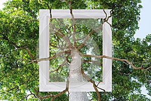 Big tree and branches with picture frame