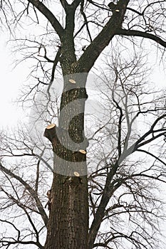 Big tree branches pruning. Common Pruning Mistake. Cutting old tree branches