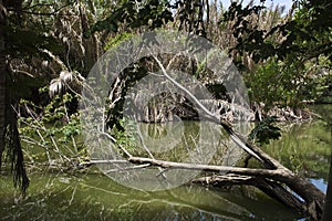 Big tree broken fall down in lake of Sri Nakhon Khuean Khan Park