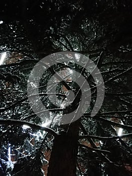 Big tree with brunches in the ice and snow after storm photo