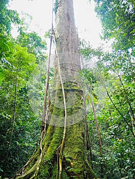 Big Tree in Bukit Lawang, Gunung Leuser National Park, Indonesia