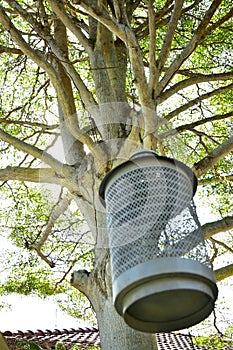 The Big Tree with Bur Hanging lamp