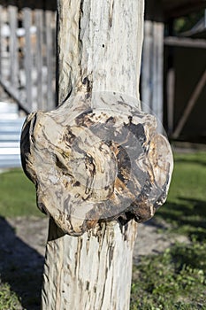 Big tree burl formed on a bark. Cleaned wood.