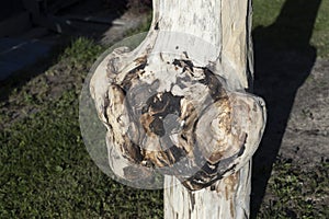 Big tree burl formed on a bark. Cleaned wood.