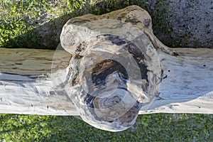 Big tree burl formed on a bark. Cleaned wood.
