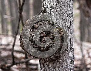 Big tree burl in an Ontario forest, Canada