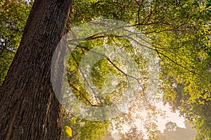 Big tree is bushing out under the sunlight.