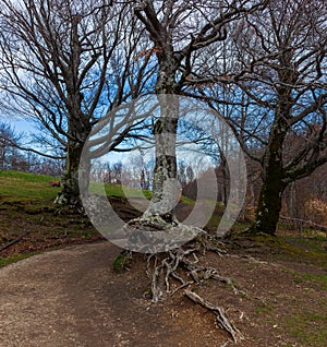 Big tree of the Calamone lake. National park of Appennino Tosco-Emiliano