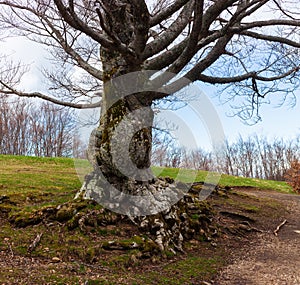 Big tree of the Calamone lake. National park of Appennino Tosco-Emiliano photo