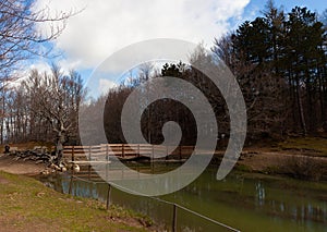 Big tree of the Calamone lake. National park of Appennino Tosco-Emiliano