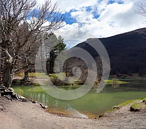 Big tree of the Calamone lake. National park of Appennino Tosco-Emiliano photo